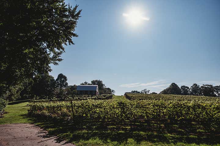 View of Serpent Ridge Vineyard, vines and barn in Westminster Maryland